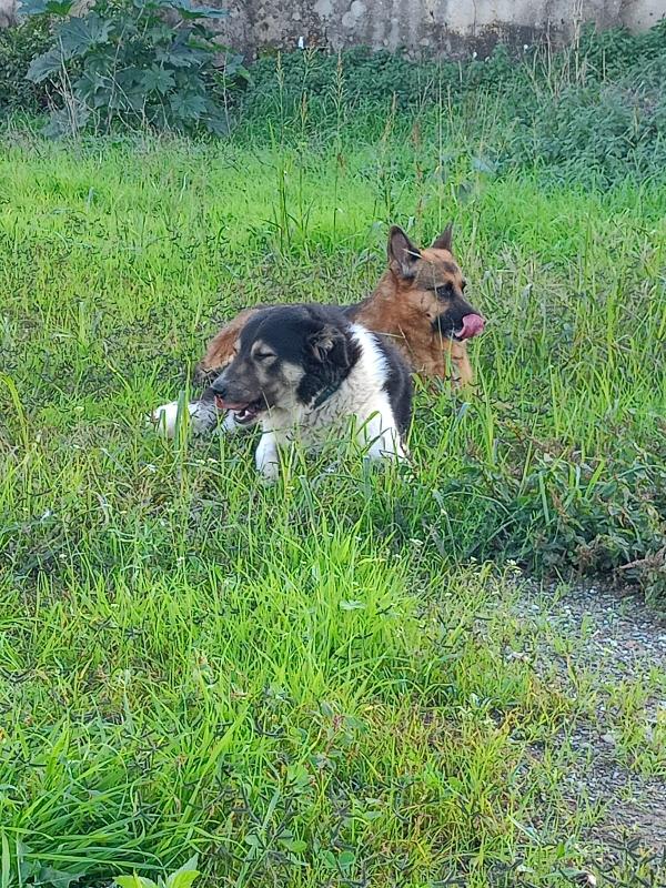 💞 INSEPARABILI: BALU & BEA CERCANO CASA 💞 Foto 8